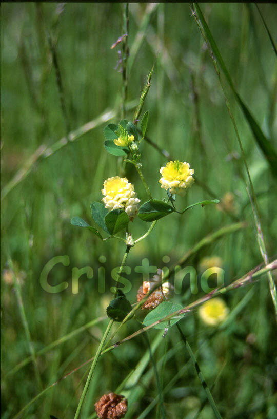 Trifolium aureum